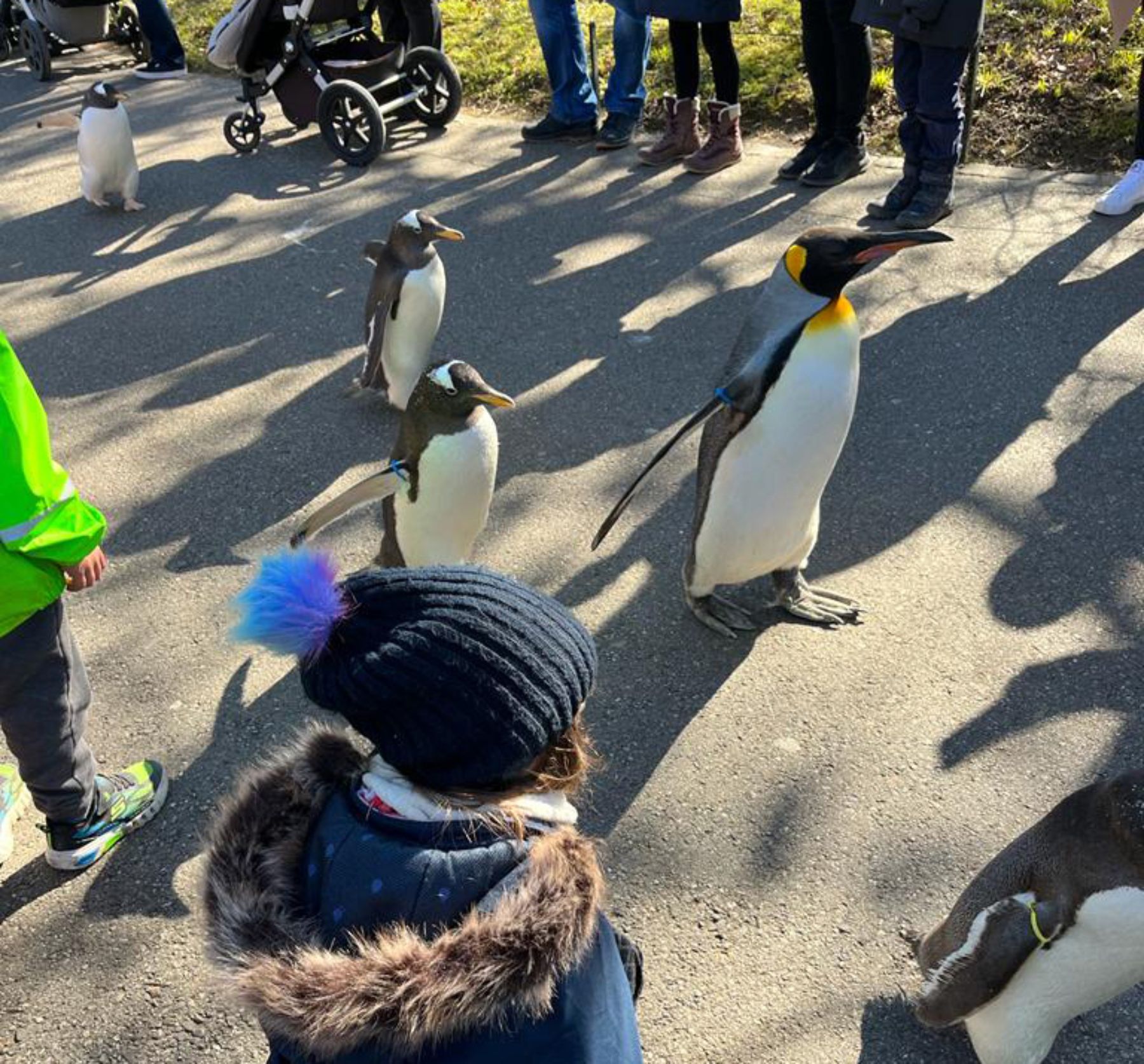 Kids Camp Zoo Penguin crop